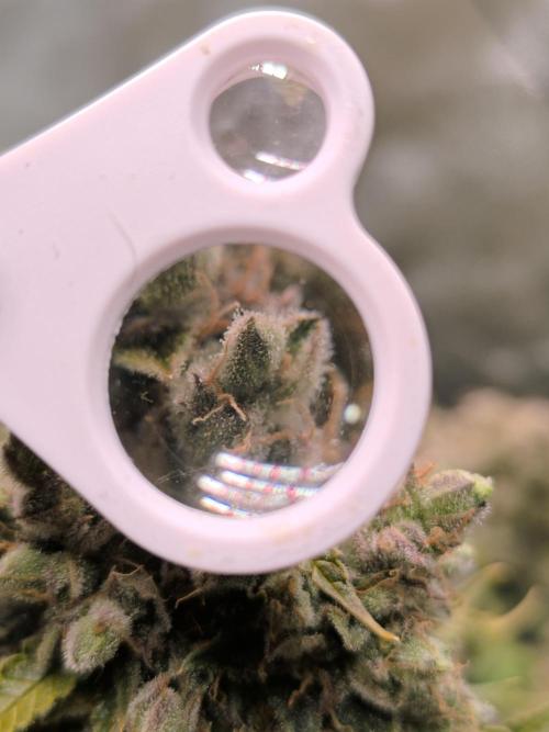 Sticky Broccoli Auto LED Eternity GC-26. Week 14