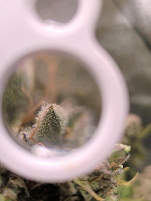 Sticky Broccoli Auto LED Eternity GC-26. Week 14