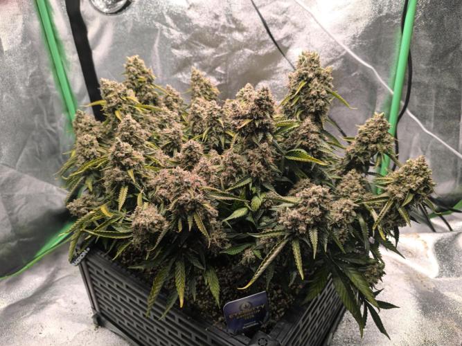 Sticky Broccoli Auto LED Eternity GC-26. Week 14