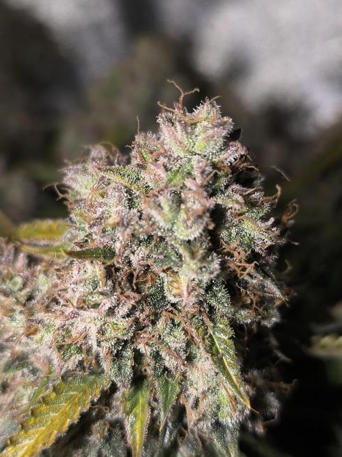 Sticky Broccoli Auto LED Eternity GC-26. Week 14