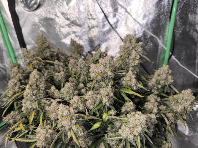 Sticky Broccoli Auto LED Eternity GC-26. Week 14