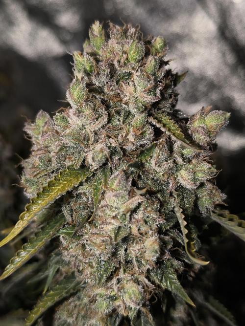 Sticky Broccoli Auto LED Eternity GC-26. Week 14