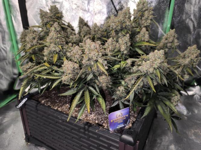 Sticky Broccoli Auto LED Eternity GC-26. Week 14