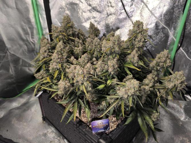 Sticky Broccoli Auto LED Eternity GC-26. Week 14