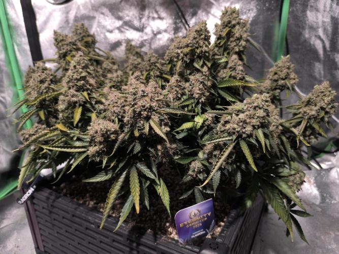 Sticky Broccoli Auto LED Eternity GC-26. Week 14