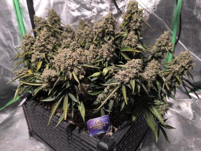 Sticky Broccoli Auto LED Eternity GC-26. Week 14