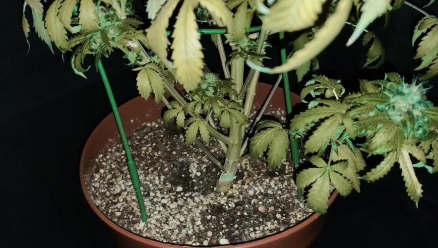 Sour Diesel Auto LED