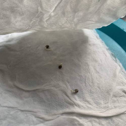 Grow #1 - Purple Punch (photo). Week 0 - 1st photo- Early day 2 (~30hrs since germination began)