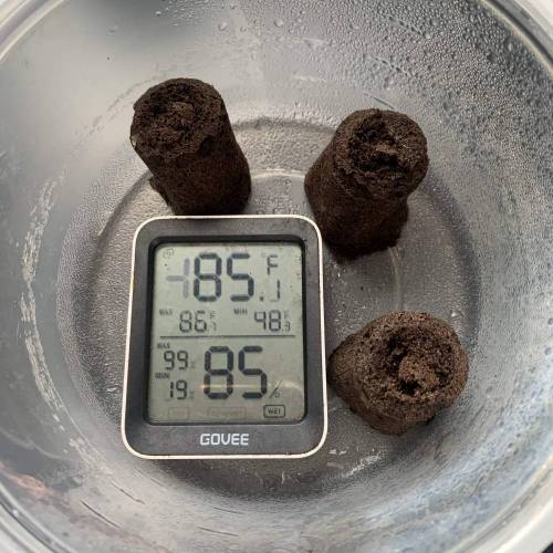 Grow #1 - Purple Punch (photo). Week 0 - 2nd photo - (~36 hours since germination)