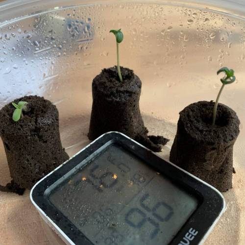 Grow #1 - Purple Punch (photo). Week 0 - 3rd photo - (5 days since germination) The one on the left looked really stunted, but ended up catching up and passing the other two in size over the next few days