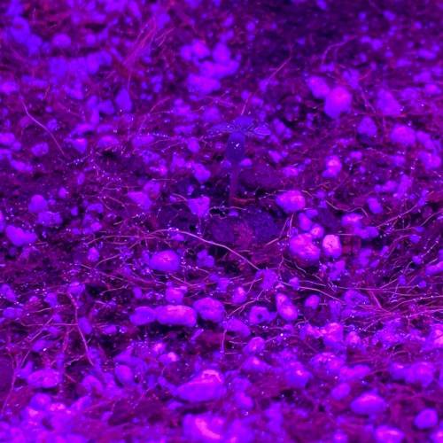 Grow #1 - Purple Punch (photo). Week 0