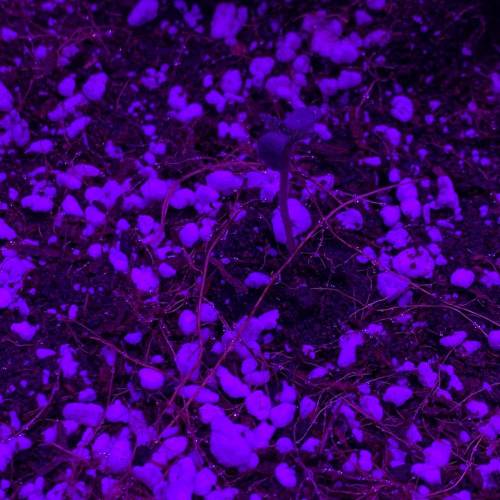 Grow #1 - Purple Punch (photo). Week 0 - 4th, 5th, 