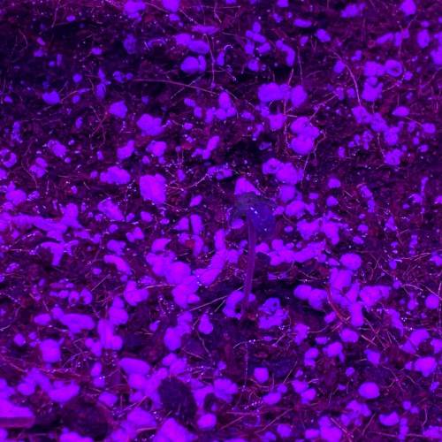 Grow #1 - Purple Punch (photo). Week 0