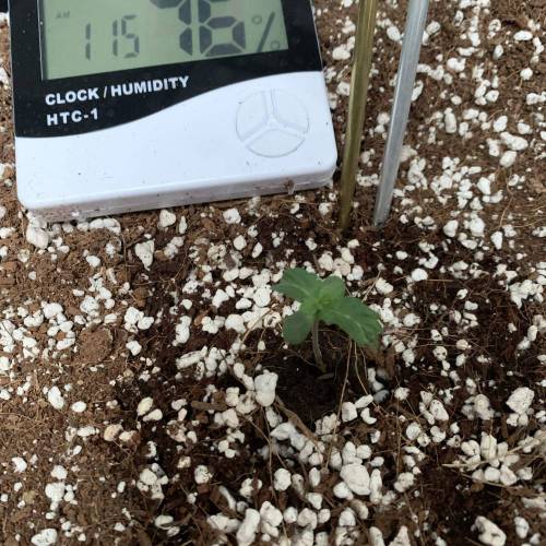 Grow #1 - Purple Punch (photo). Week 1