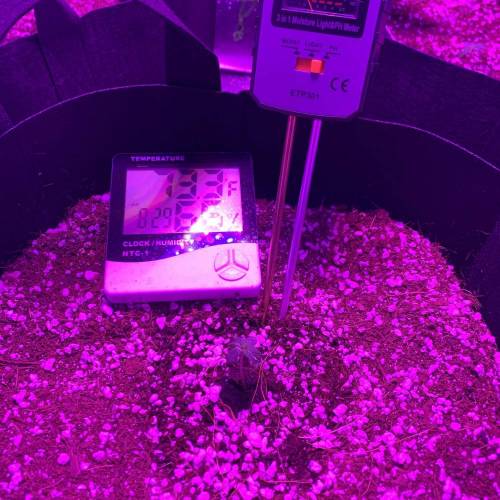 Grow #1 - Purple Punch (photo). Week 1
