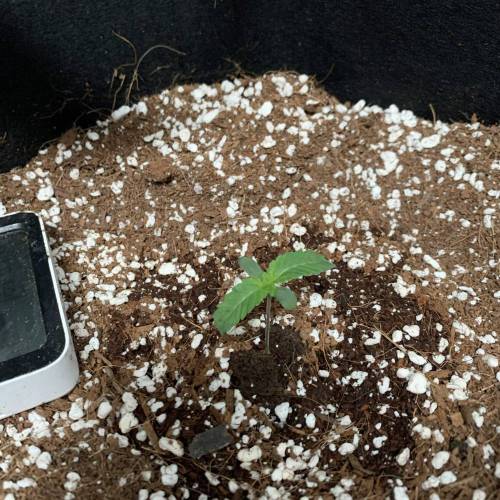 Grow #1 - Purple Punch (photo). Week 1