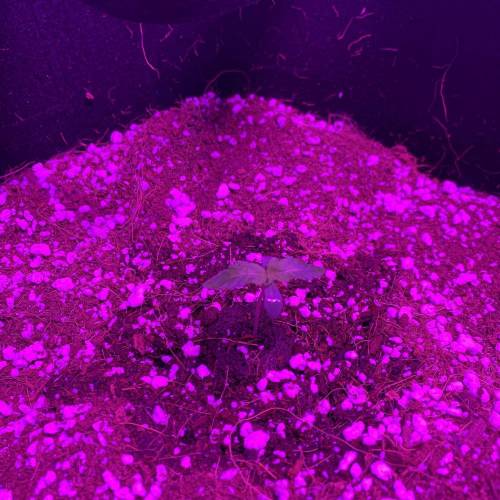 Grow #1 - Purple Punch (photo). Week 1