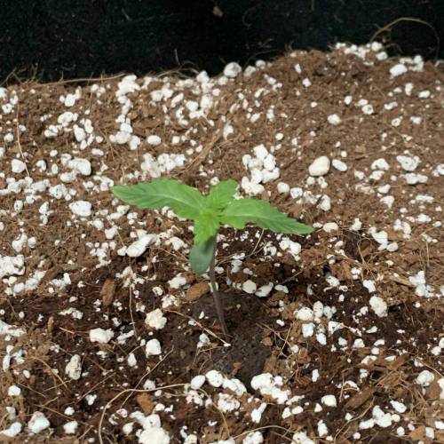 Grow #1 - Purple Punch (photo). Week 1