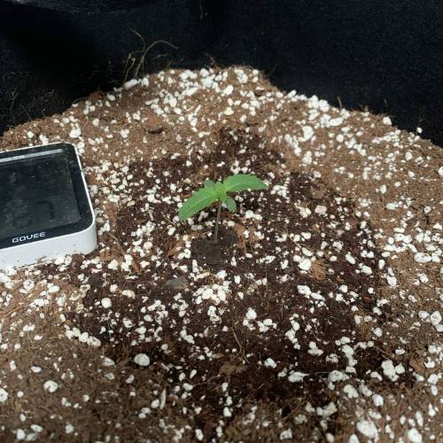 Grow #1 - Purple Punch (photo). Week 2