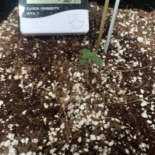 Grow #1 - Purple Punch (photo). Week 2