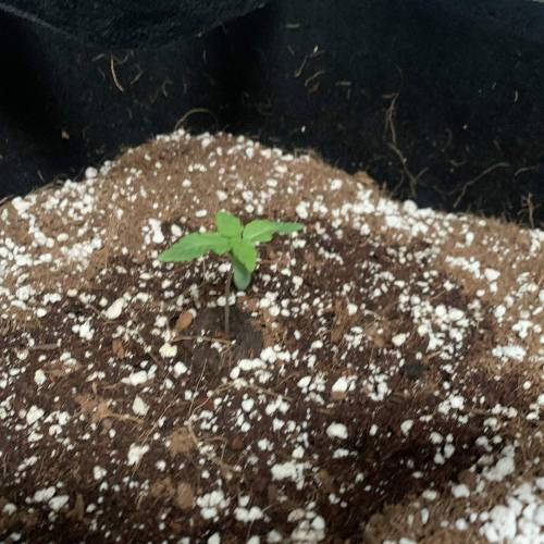 Grow #1 - Purple Punch (photo). Week 2