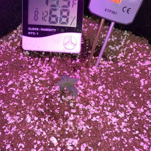 Grow #1 - Purple Punch (photo). Week 2