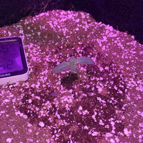 Grow #1 - Purple Punch (photo). Week 2