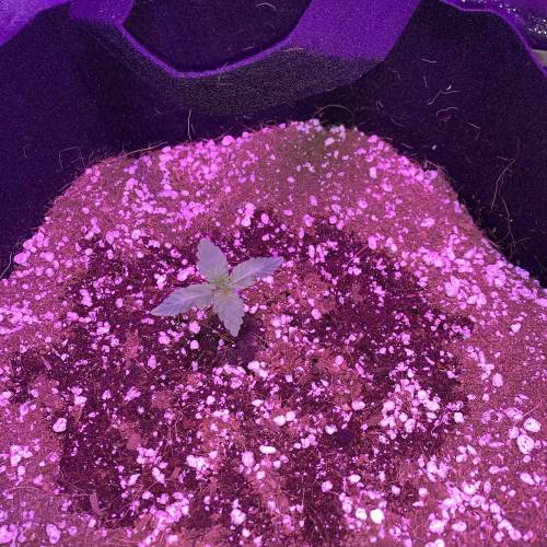 Grow #1 - Purple Punch (photo). Week 2