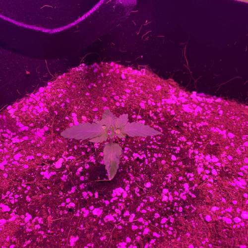 Grow #1 - Purple Punch (photo). Week 2
