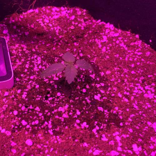 Grow #1 - Purple Punch (photo). Week 2