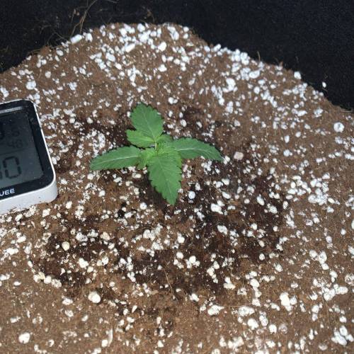 Grow #1 - Purple Punch (photo). Week 2