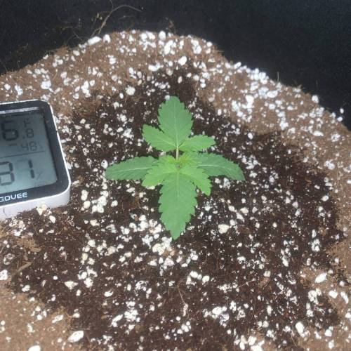 Grow #1 - Purple Punch (photo). Week 2