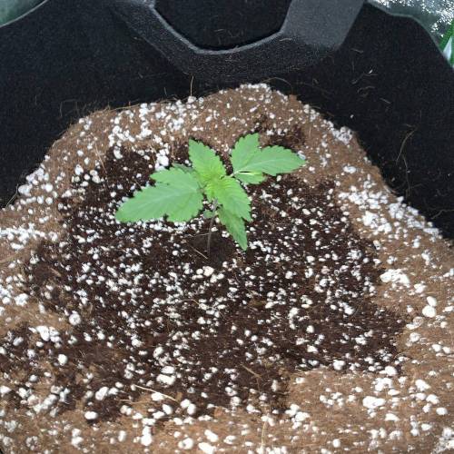 Grow #1 - Purple Punch (photo). Week 2