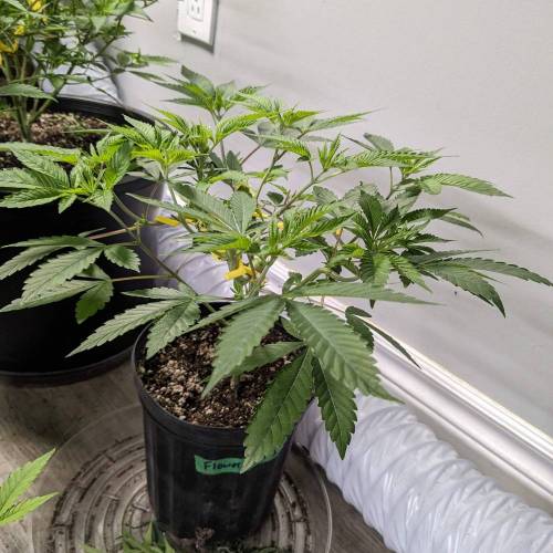 Flower Fuel (AJ's Sour Desiel x LLL). Week 6