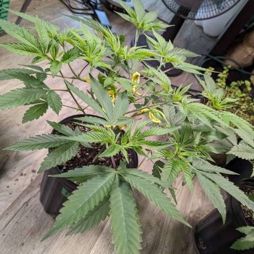 Flower Fuel (AJ's Sour Desiel x LLL). Week 6