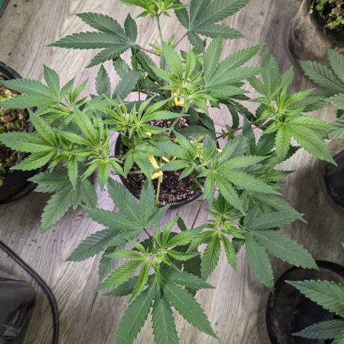 Flower Fuel (AJ's Sour Desiel x LLL). Week 6