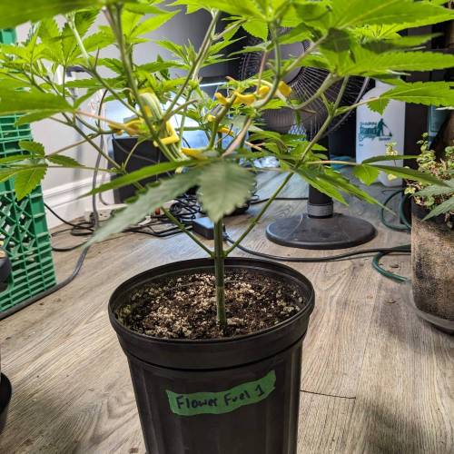 Flower Fuel (AJ's Sour Desiel x LLL). Week 6