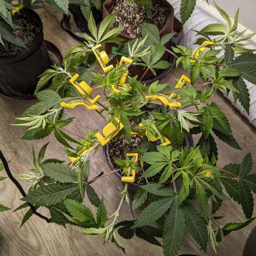Flower Fuel (AJ's Sour Desiel x LLL). Week 7