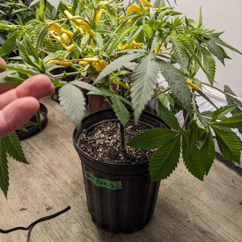 Flower Fuel (AJ's Sour Desiel x LLL). Week 7