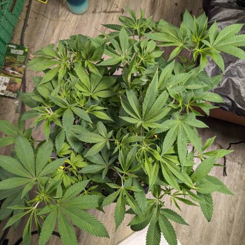 Flower Fuel (AJ's Sour Desiel x LLL). Week 8