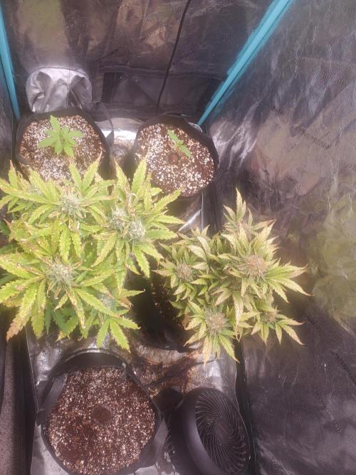 Bruce Banner Fast Fem. Week 2