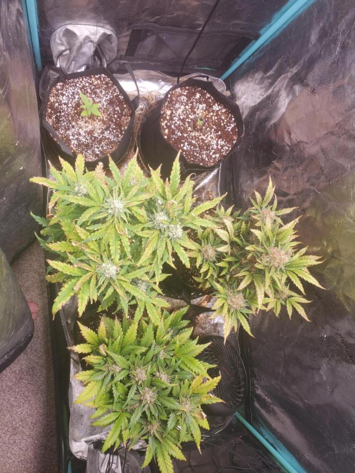 Bruce Banner Photo Canuk Fem (Not Fast). Week 1 - Top Two plants. Older one started fast. 