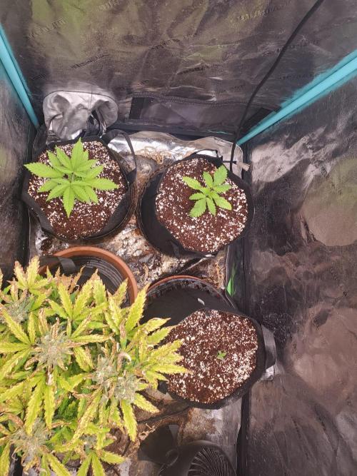 Bruce Banner Fast Fem. Week 4