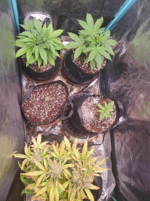 Northern Lights Fast Fem. Week 1