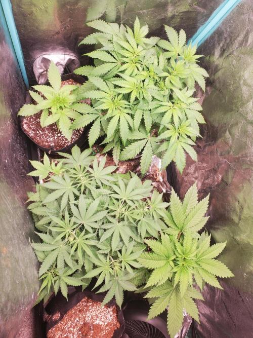 Bruce Banner Fast Fem. Week 4