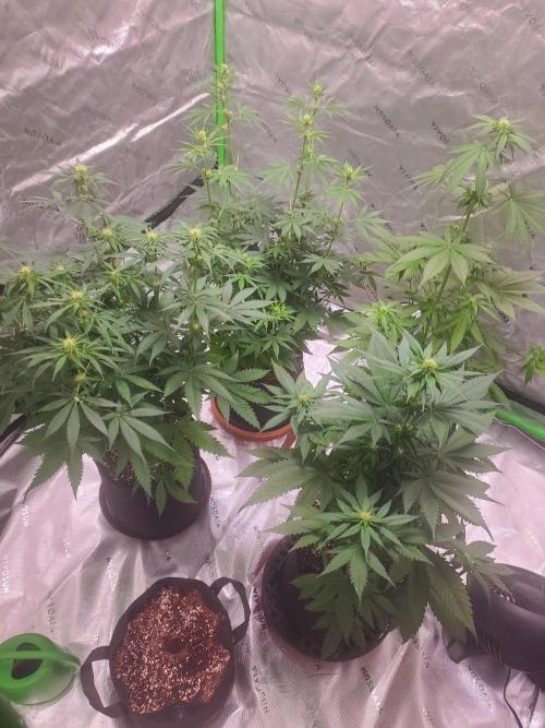 Bruce Banner Fast Fem. Week 8