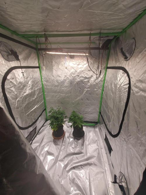 Bruce Banner Photo Canuk Fem (Not Fast). Week 8 - 7/20/26 Moved Bruce Banners in