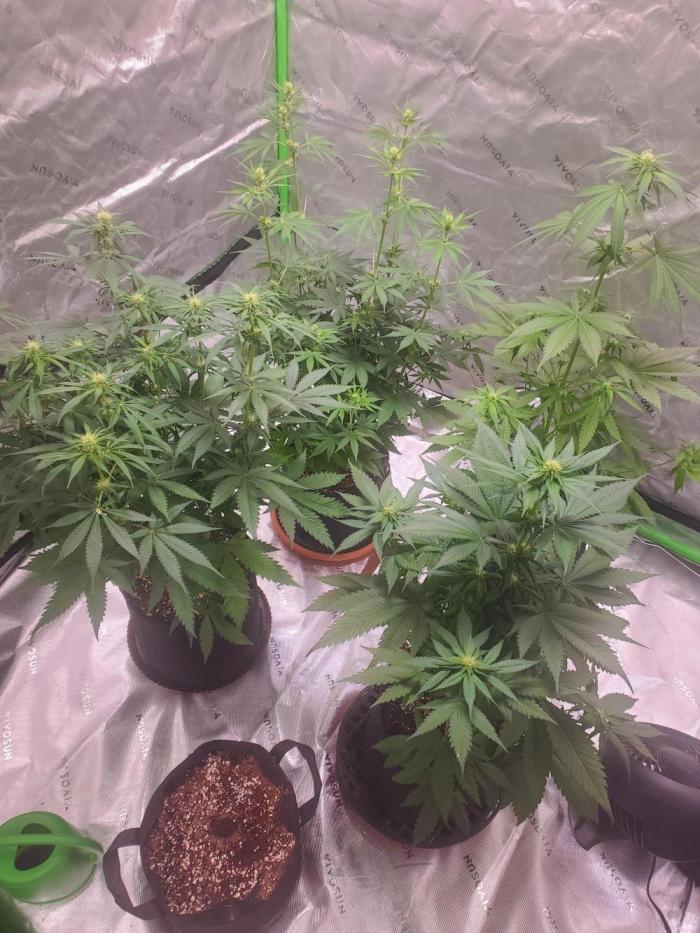 Bruce Banner Photo Canuk Fem (Not Fast). Week 9 - 8/1/26 