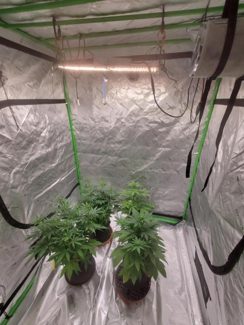 Northern Lights Fast Fem. Week 8