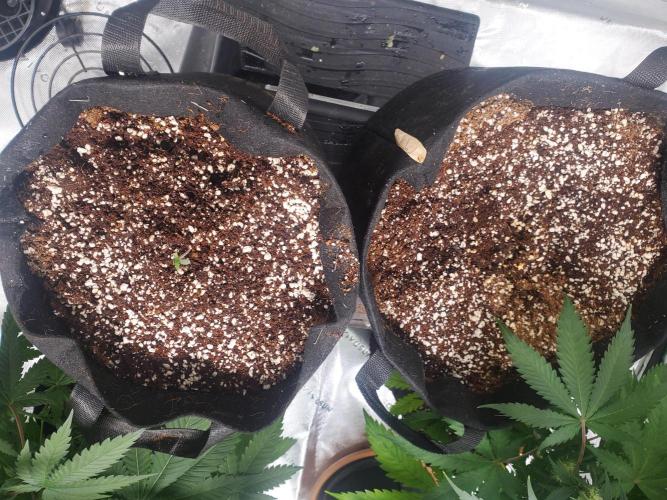 Rainbow Sundae 11 Auto (Mephisto). Week 0 - First Sprout 8/1/26